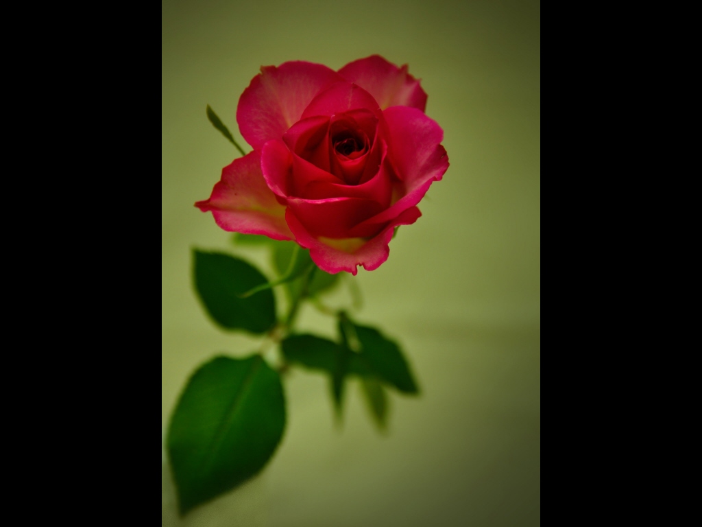 039_flowers_cerise-rose-jpg