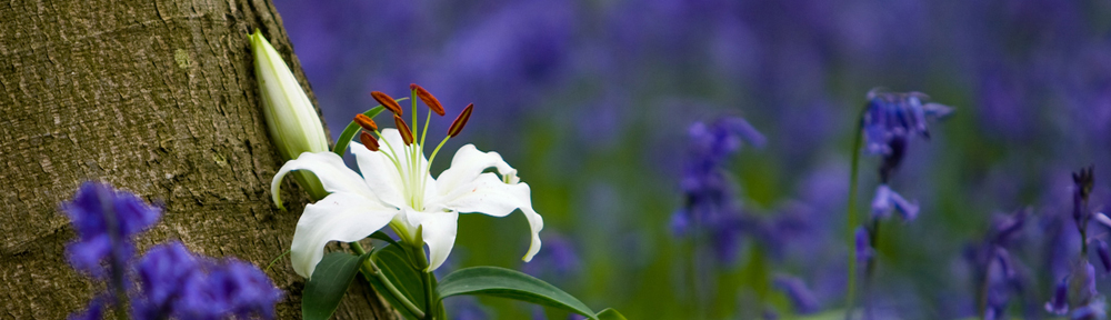 Royal Wootton Bassett Camera Club