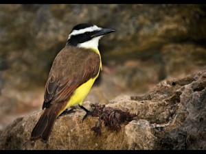 34 039_Kiskadee