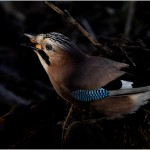 Jay in Sunbeam