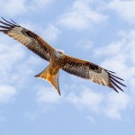 Red Kite eyeballing