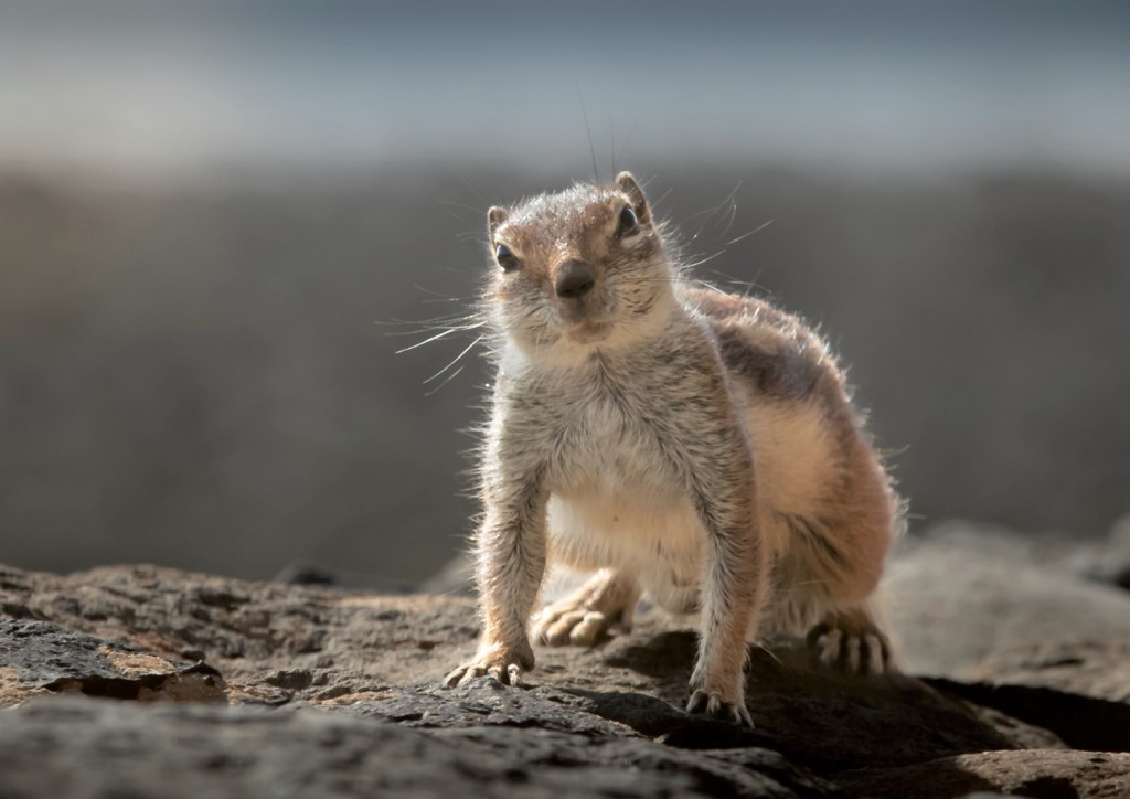 Barbury Ground Squirrel